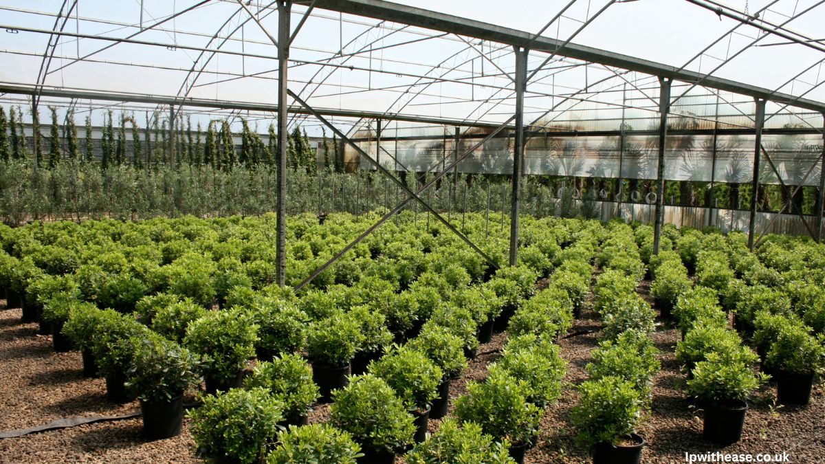 The Benefits of Plant Nurseries Webfreen.com