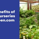 The Benefits of Plant Nurseries Webfreen.com