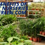 The Benefits of Plant Nurseries Webfreen.com